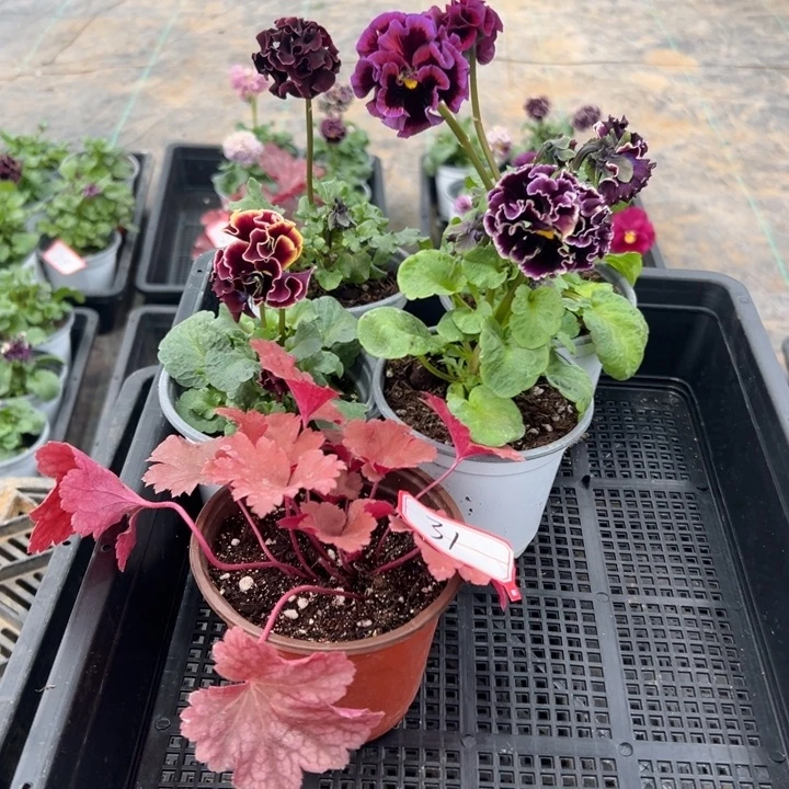 完全开放4盆角瑾31号无售后