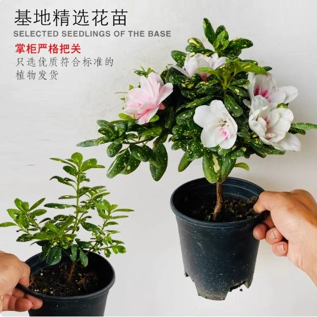 心动黄金杜鹃花盆栽树苗植物室内外阳台庭院好养花卉皋月稀有品种