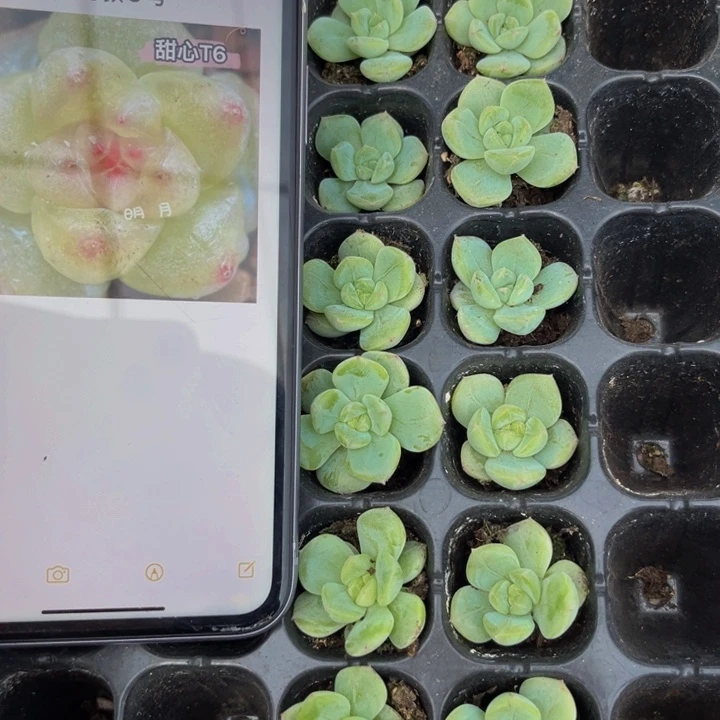 明月甜心T6，满16包邮