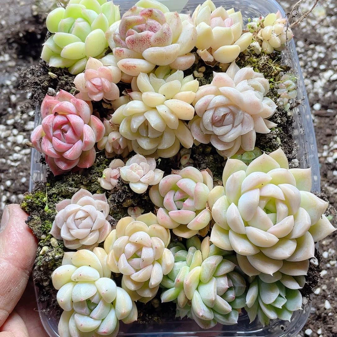 油糖一物一拍160