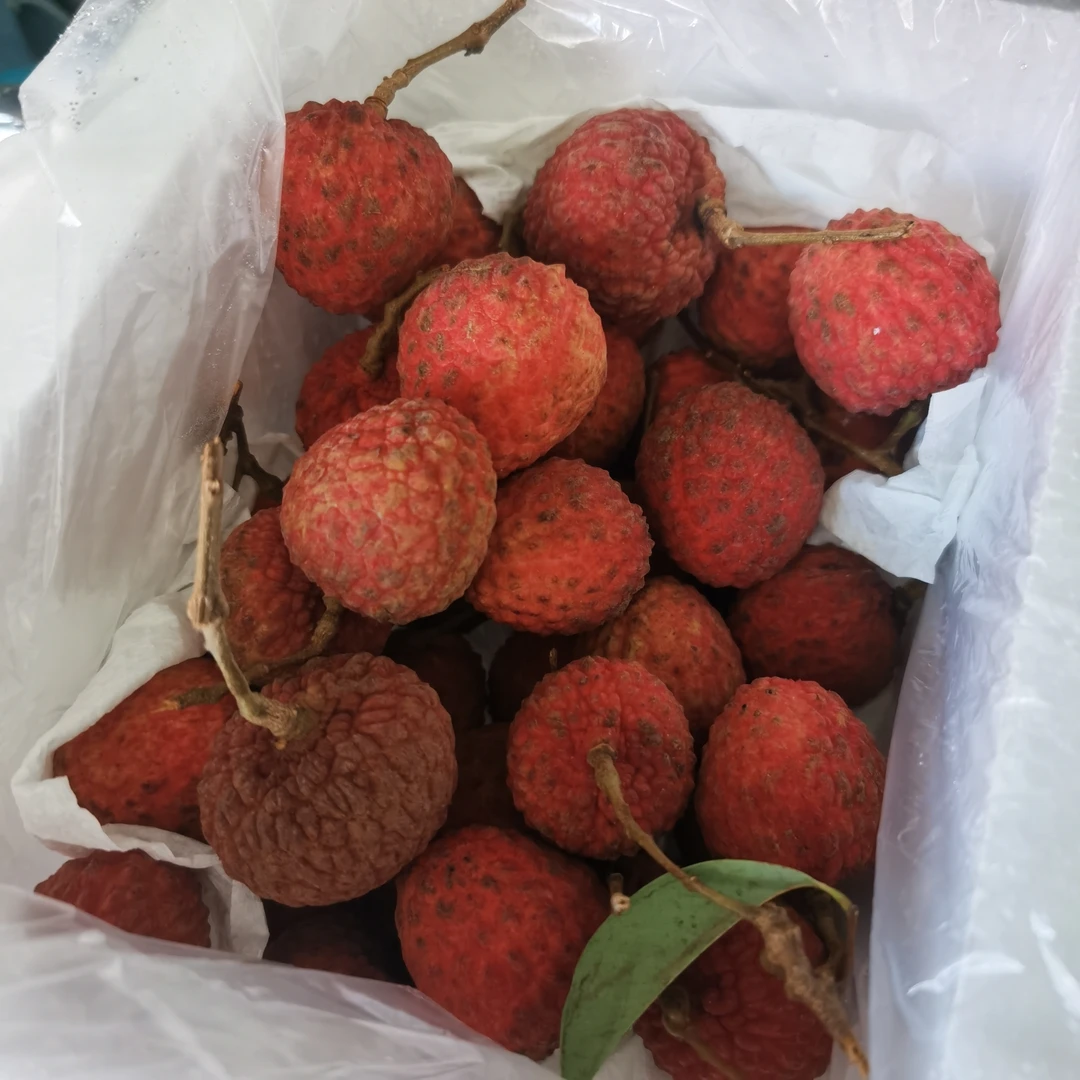 仙进奉荔枝1箱（净重约1.6斤)其他