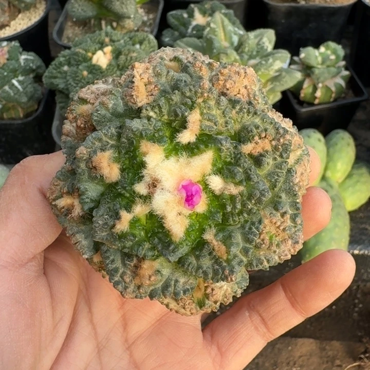 无花朵820螺旋龟甲牡丹7.4