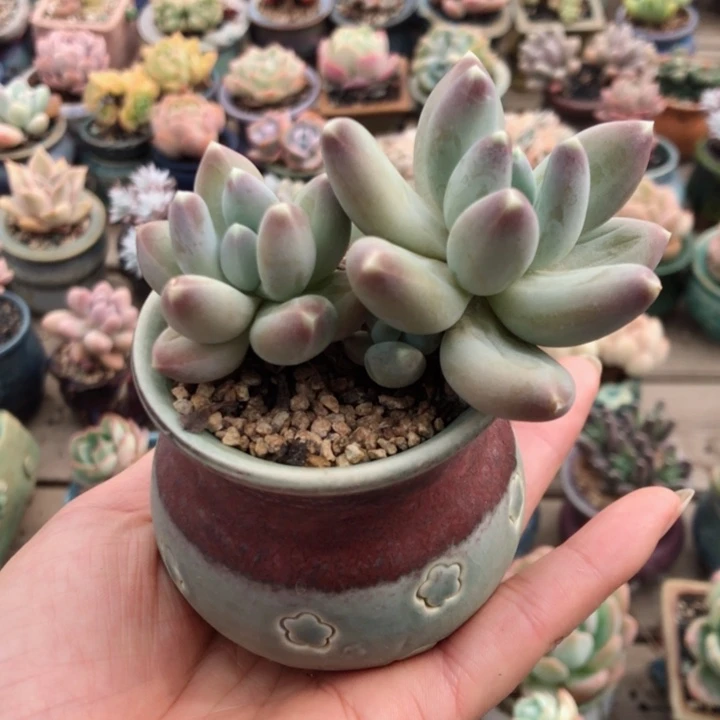 【闪购商品】星空美人 带盆