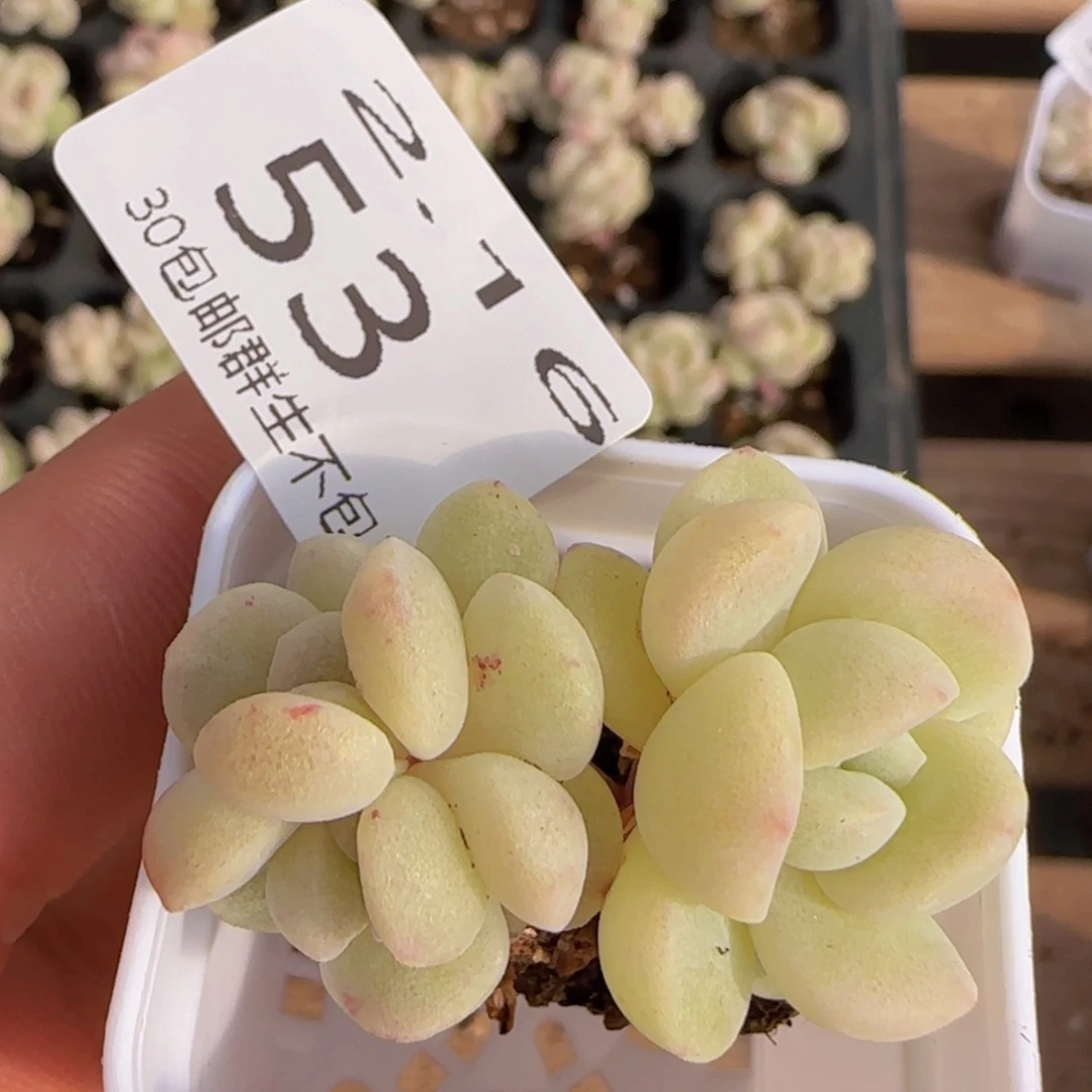 冰玉双心石化一颗脱土