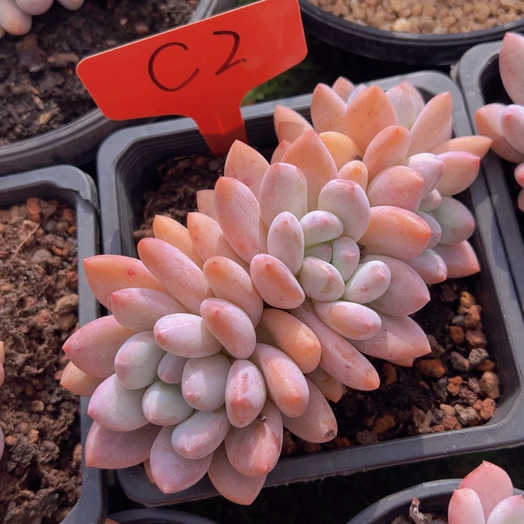 香玉的故事是一个人的故事