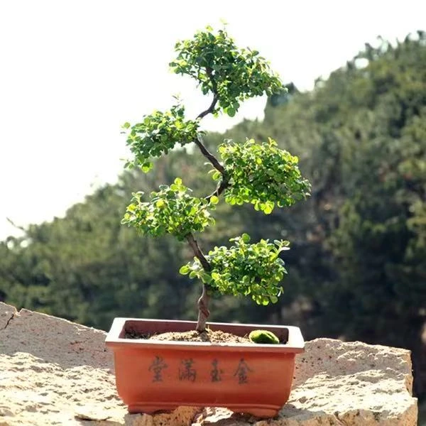 【带花苞s弯高端盆景珍珠梅红花荀子】老桩苗s弯珍珠红花荀子带花苞