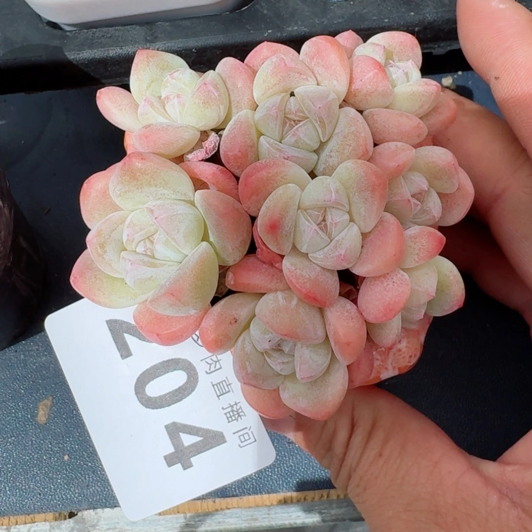 三颗糖心冰玉拼            精美多肉植物