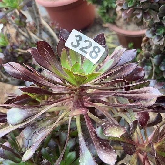 笑****多肉植物一个黑法328