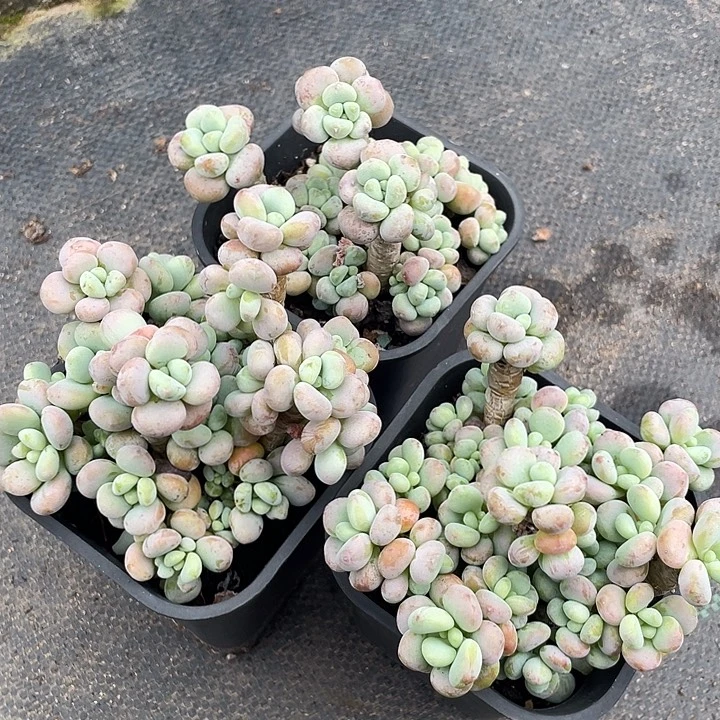 三盆洛神多肉植物