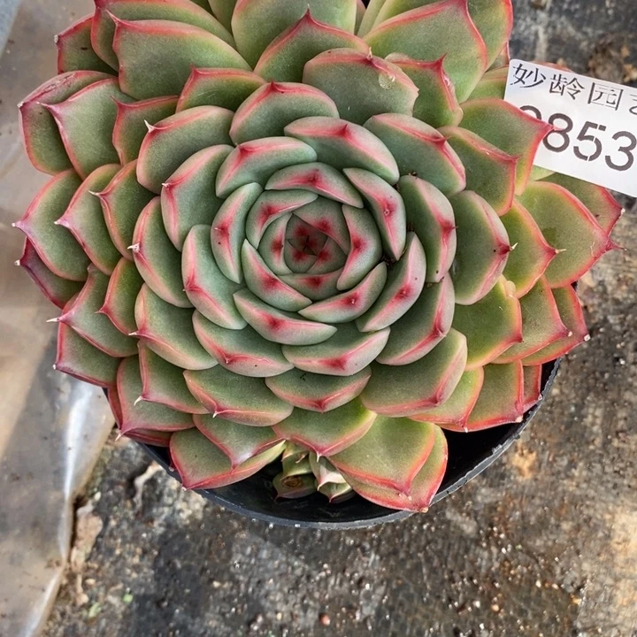 醉***星853杂交老桩基地～11厘米