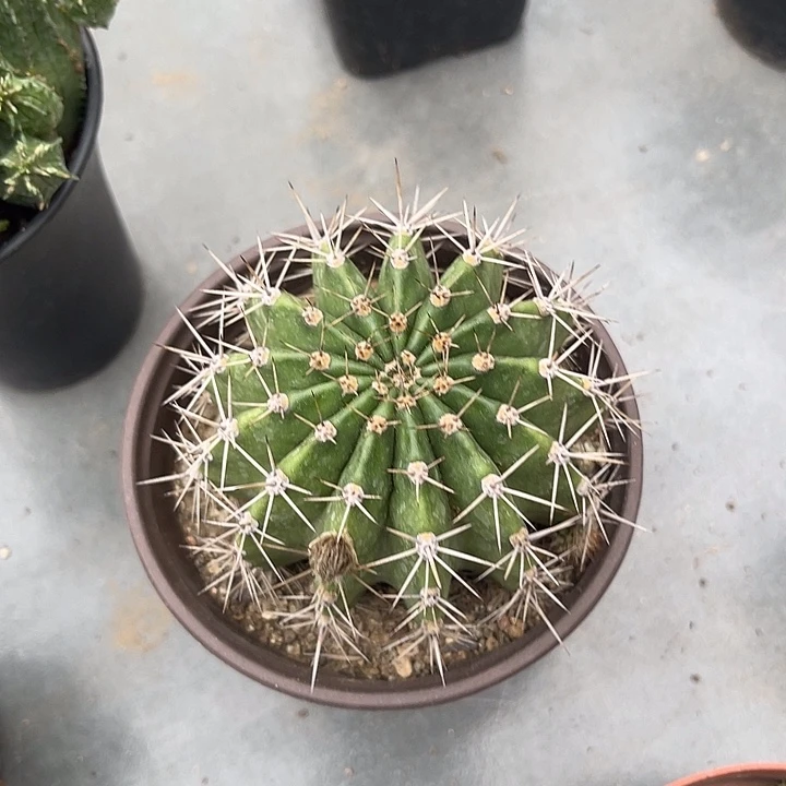 无花朵仙人球一物一拍