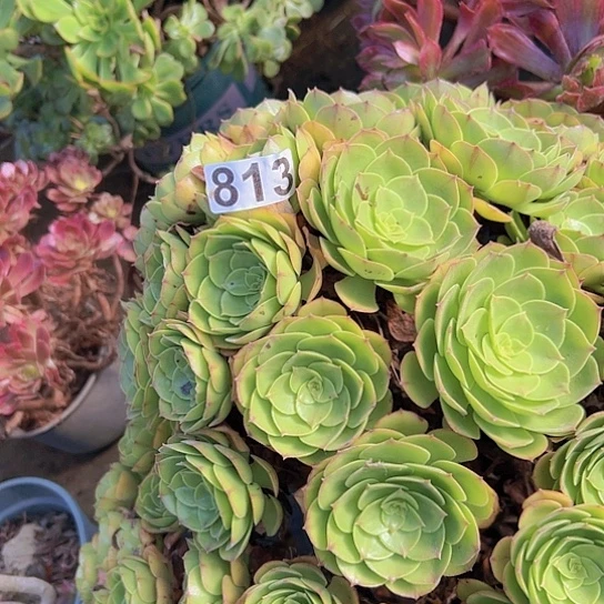 蓝***茶多肉植物一个沙拉碗