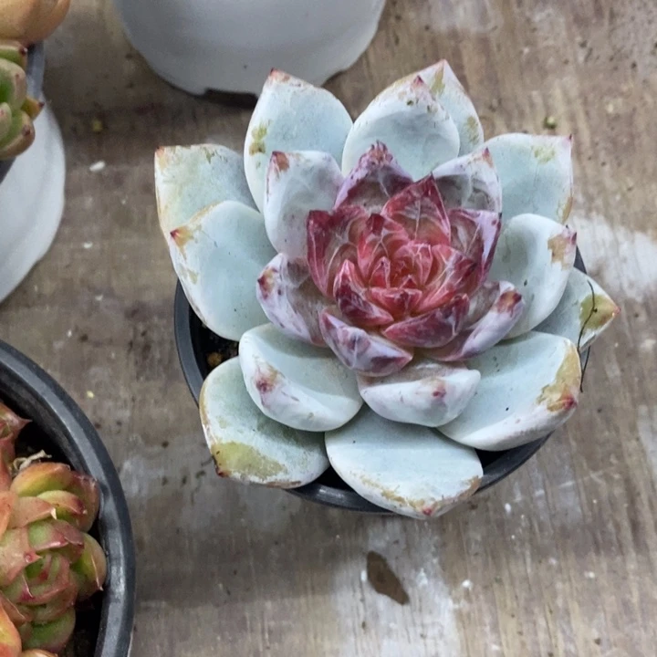 小*一物一拍嫦娥多肉153