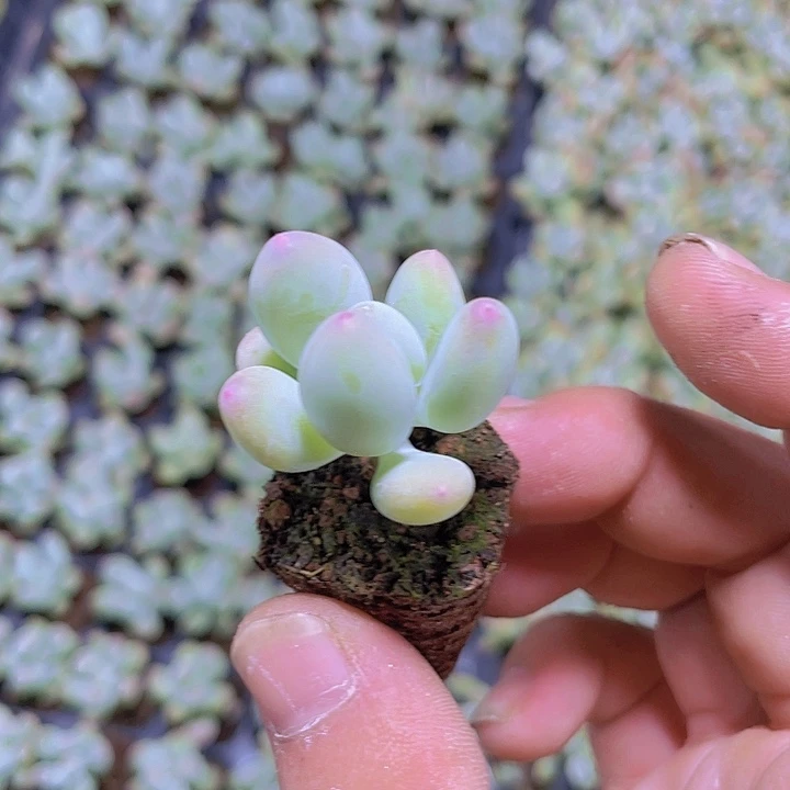 苹果奶精品多肉量拍