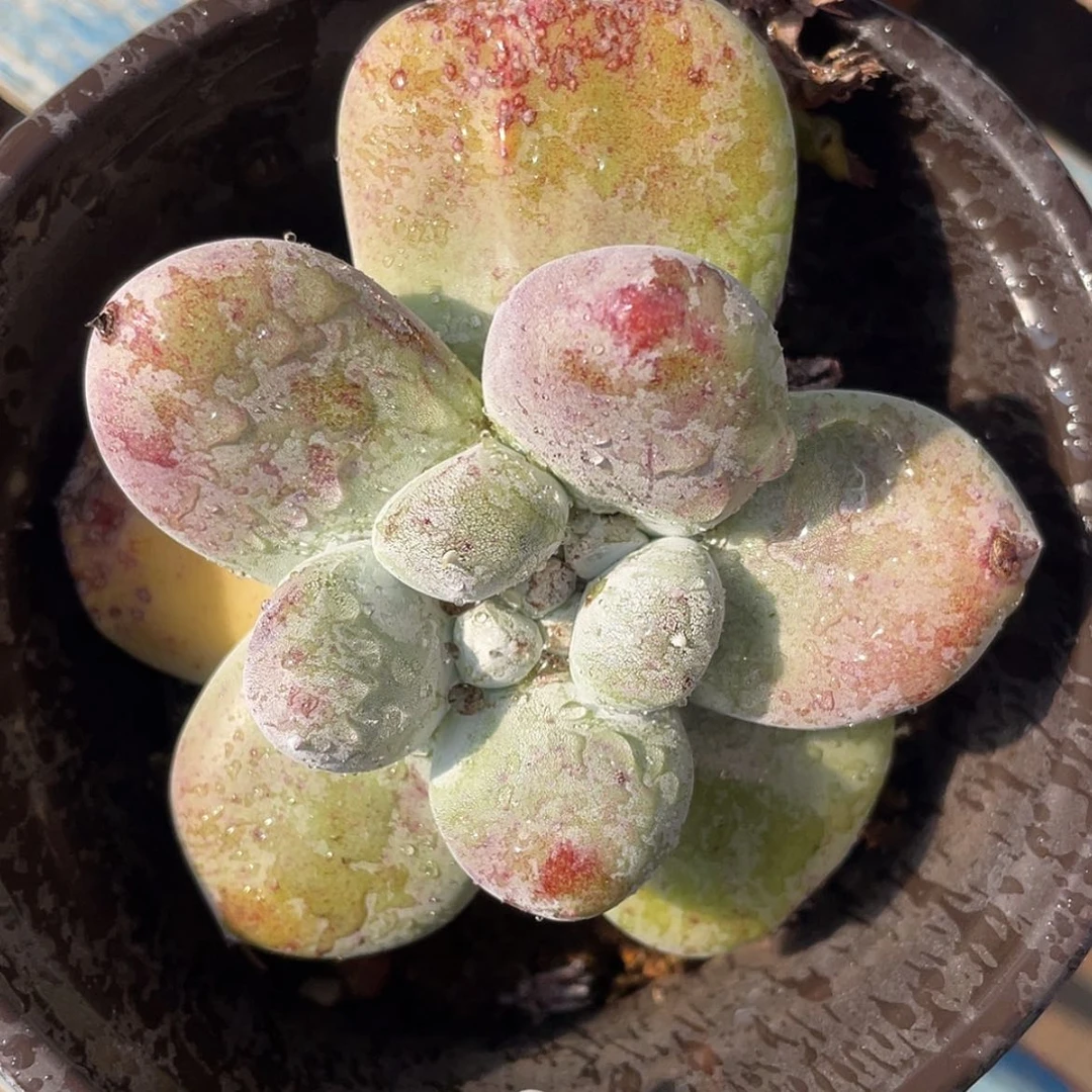 【闪购商品】花朵红拇指