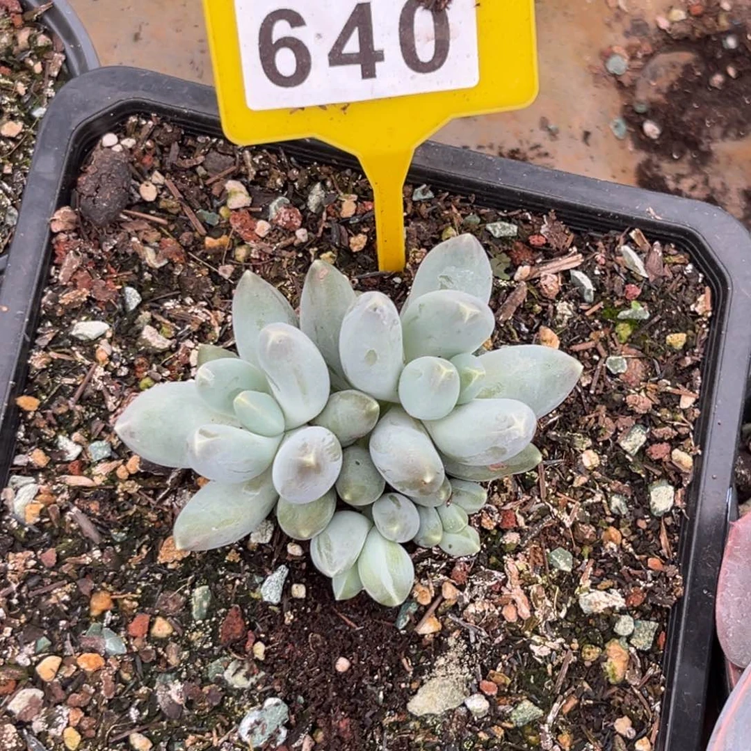 多肉植物星空美人640