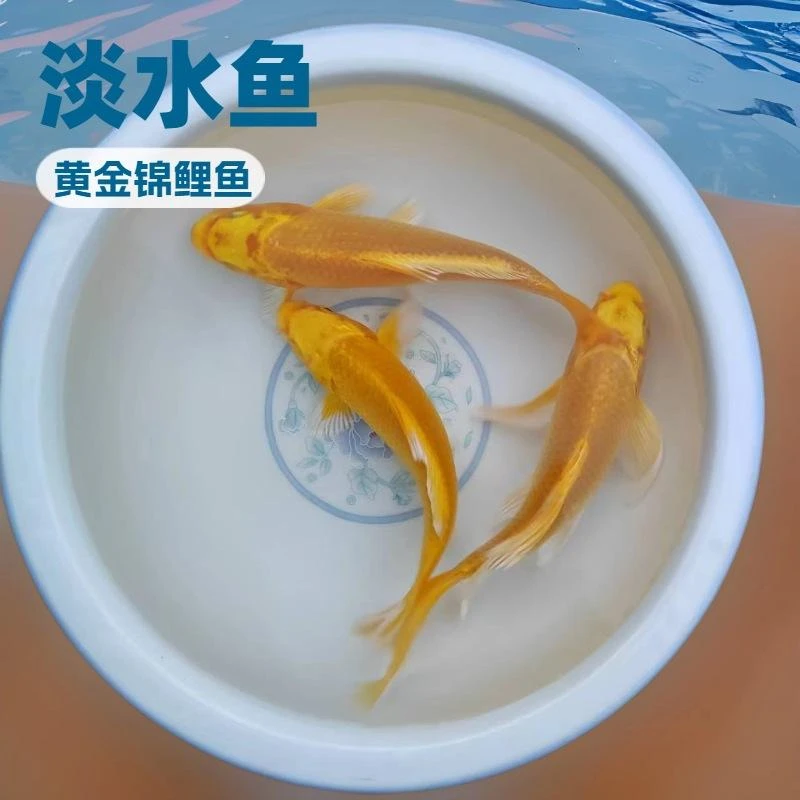 冷水观赏鱼活鱼黄金锦鲤鱼纯种鱼缸观赏鱼好养耐活招财风水宠物鱼