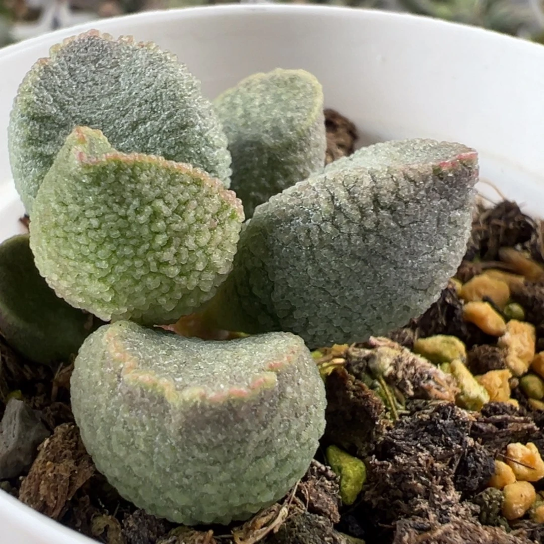 福利款实生新品多肉植物水泡