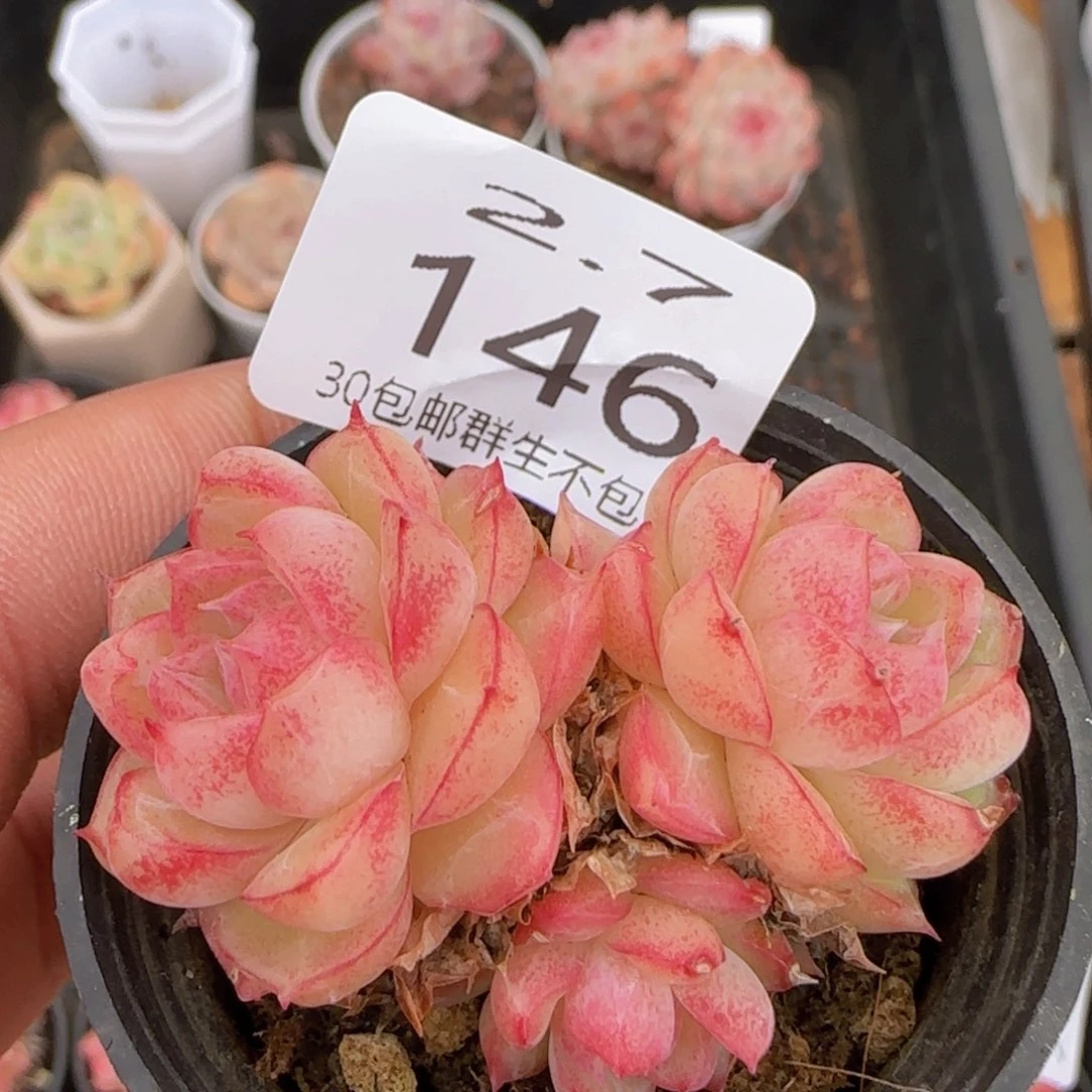 女王群一颗脱土发货