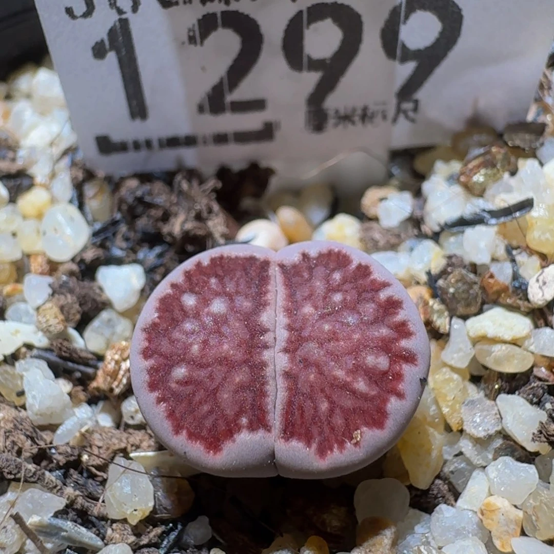 Sssss 好好看呀1299紫菊