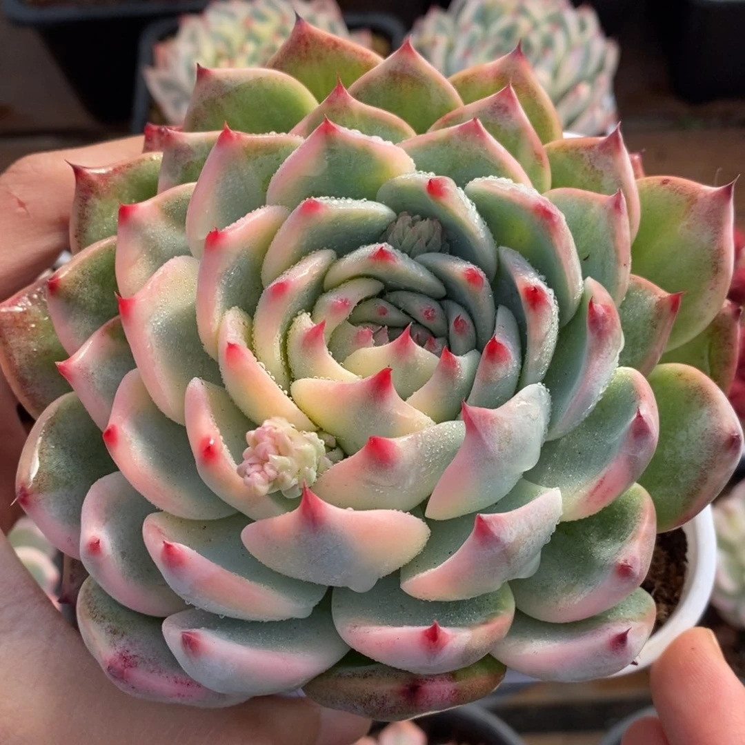 兜****）吉娃娃锦多肉植物