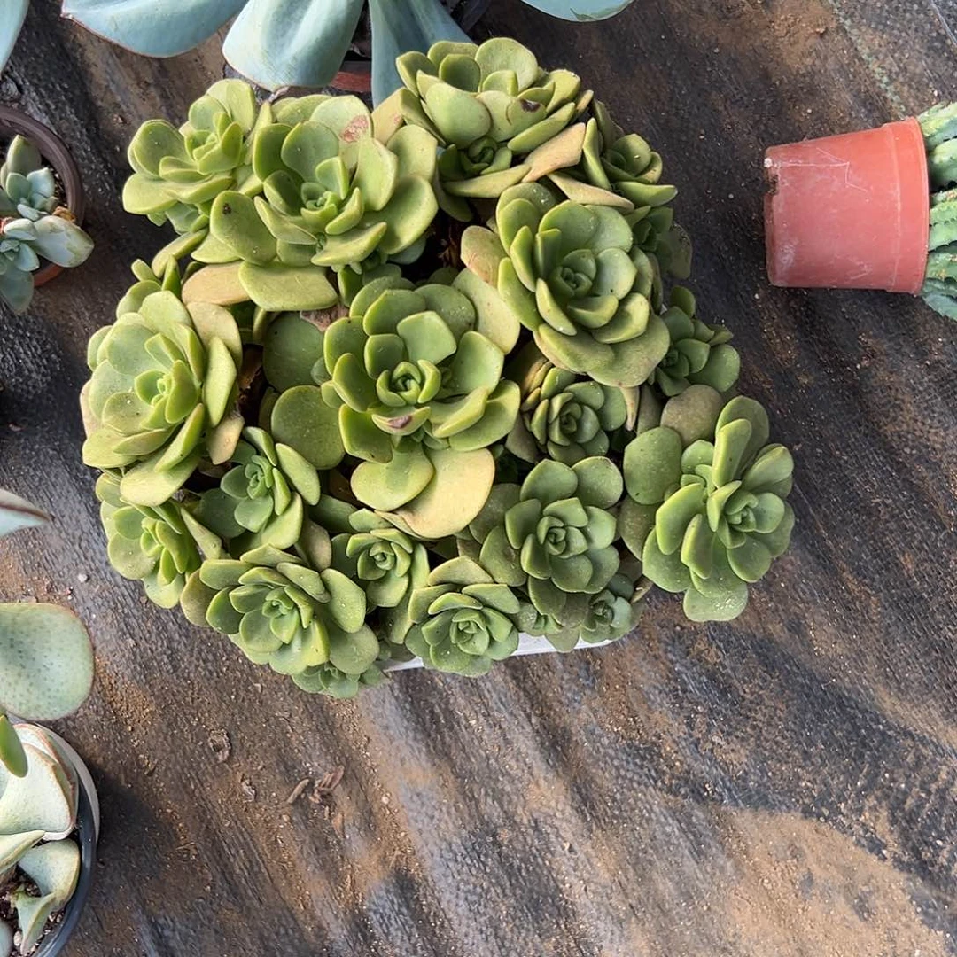多肉植物百合丽丽