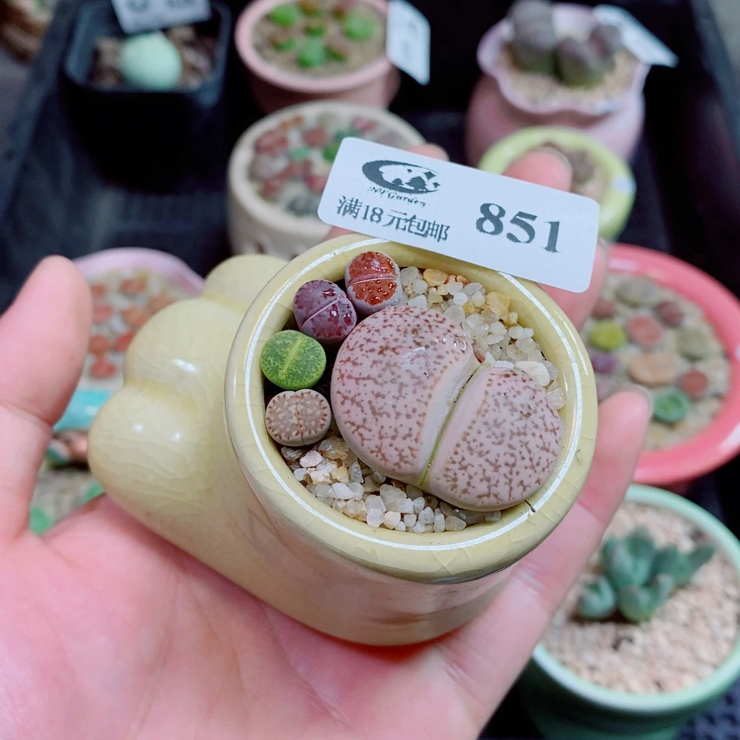 生石花花花花花851