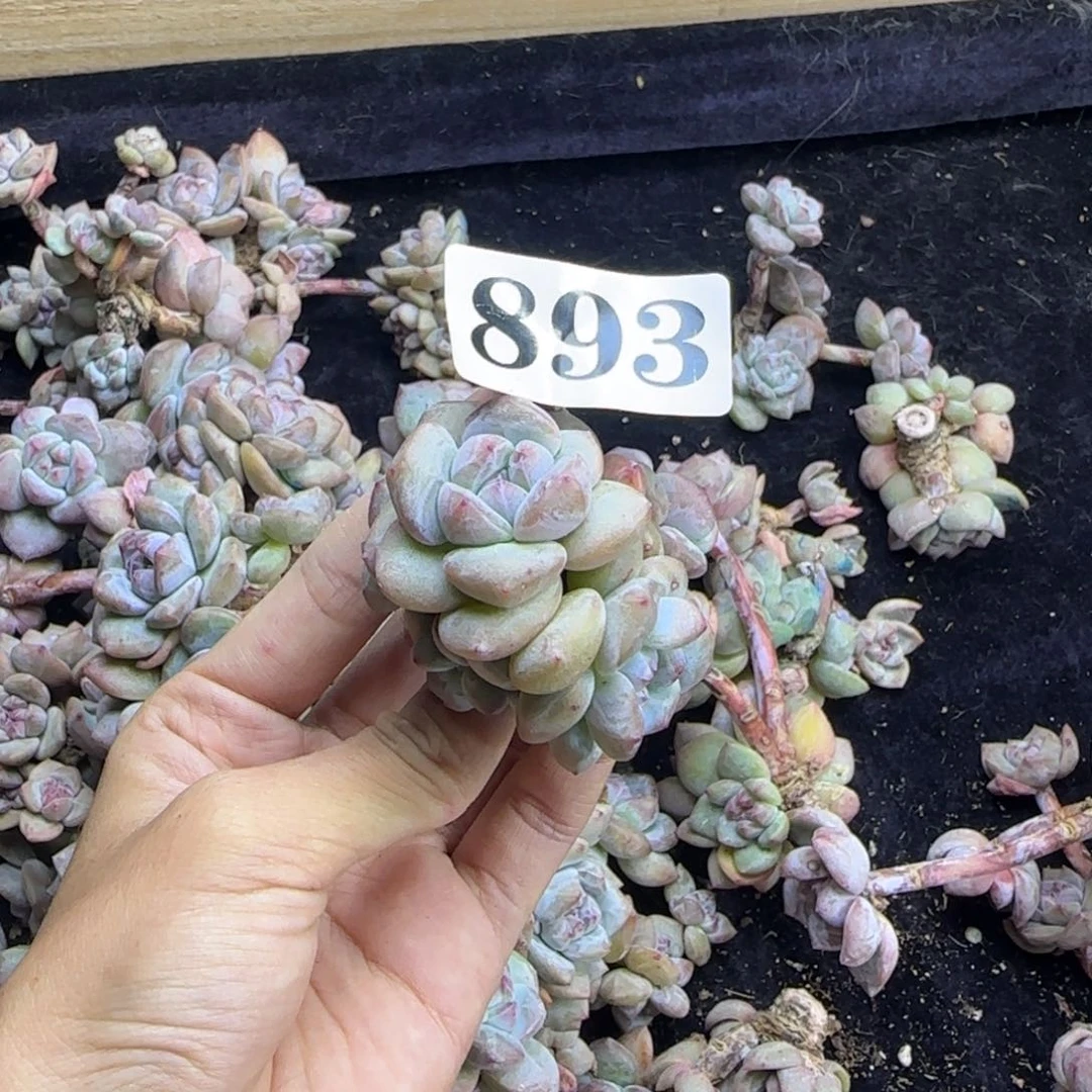 W****星影6头无根一物一拍893