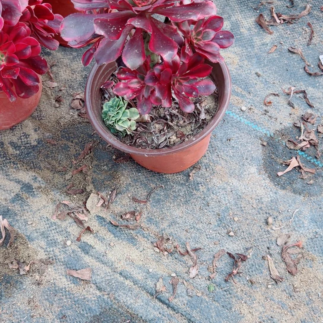 273丽娜多肉植物法师多肉