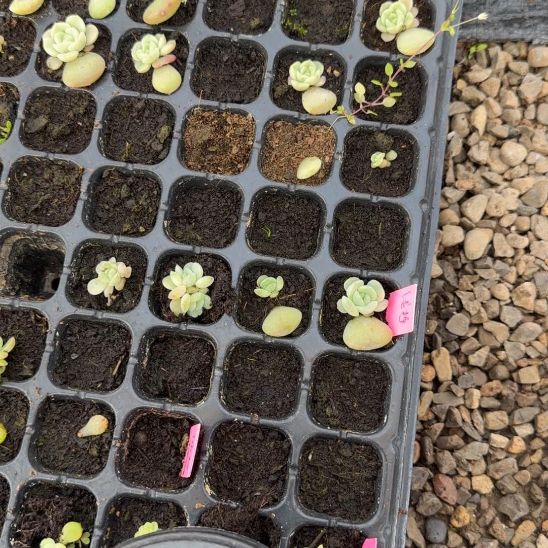 浅柠穴一个满25包邮