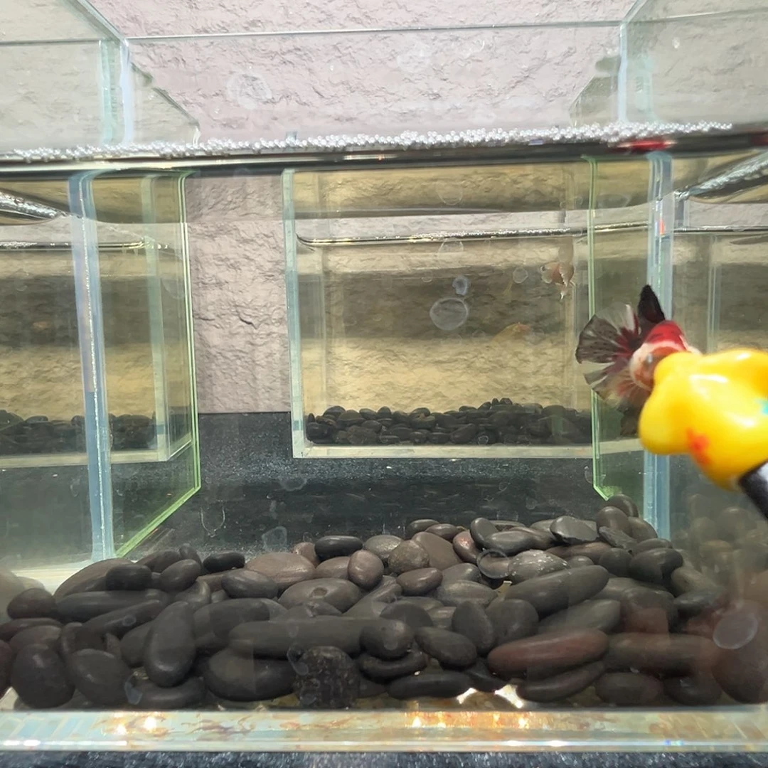 斗鱼阿浩泰斗14日58