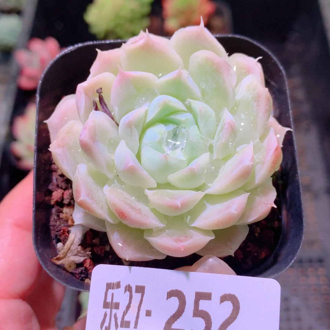 乐然27-252 白月影