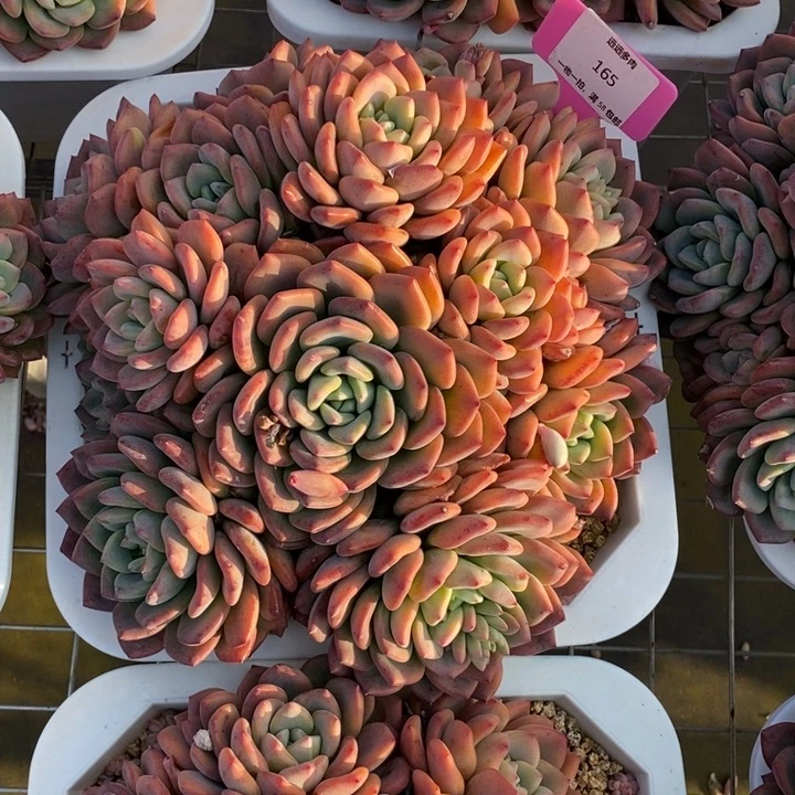 165冰露肉肉肉肉肉