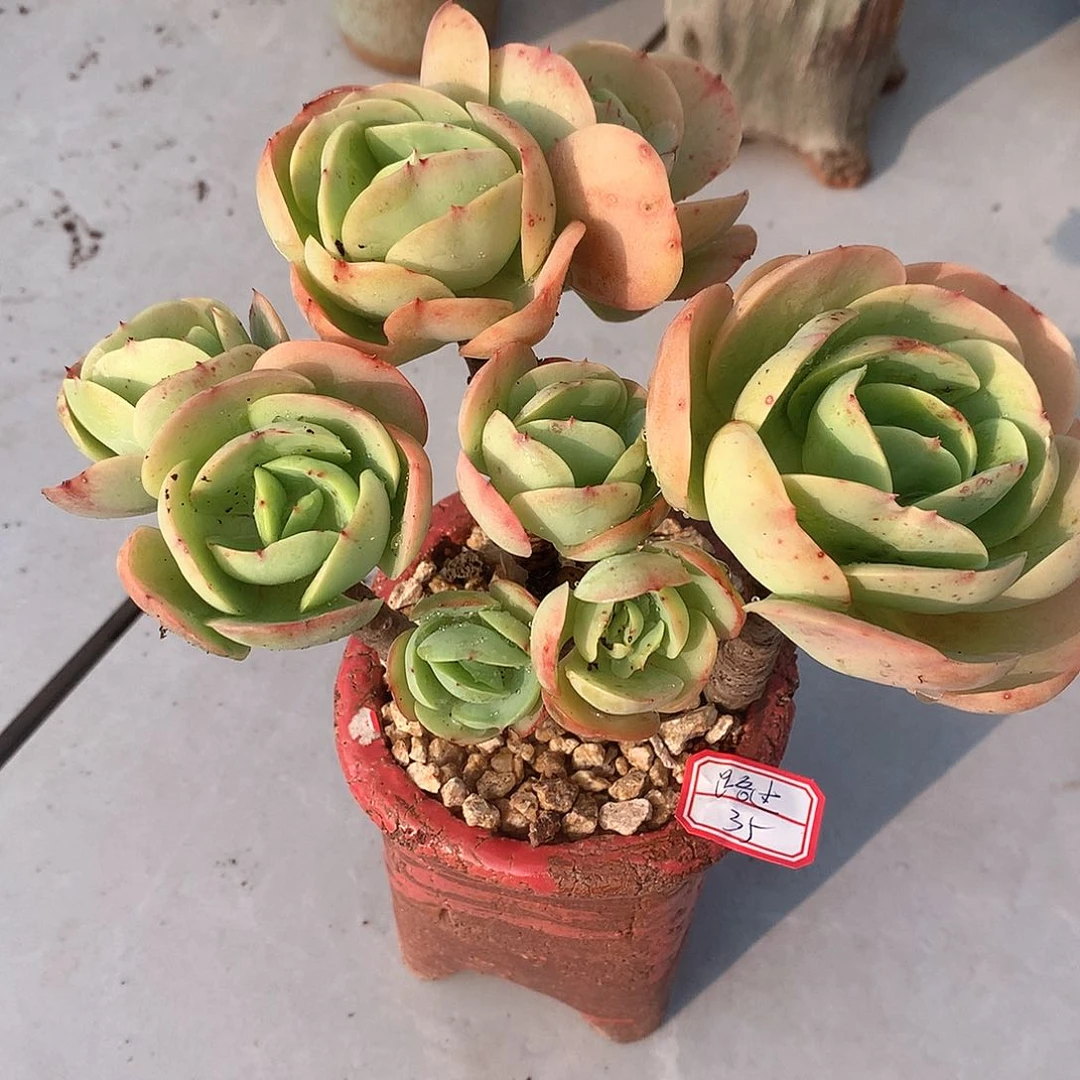 鸡蛋碧桃多肉植物