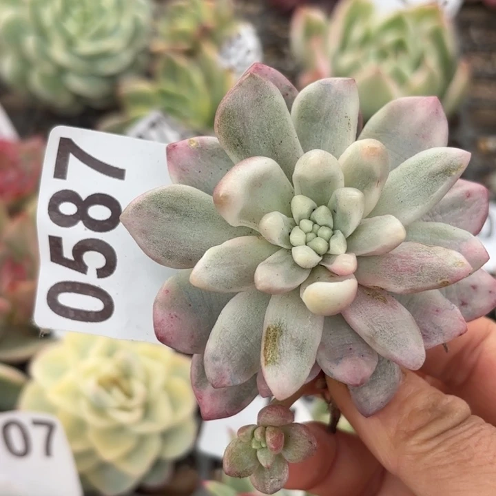 满18包邮当场凑单不满包邮次日发顺丰到付