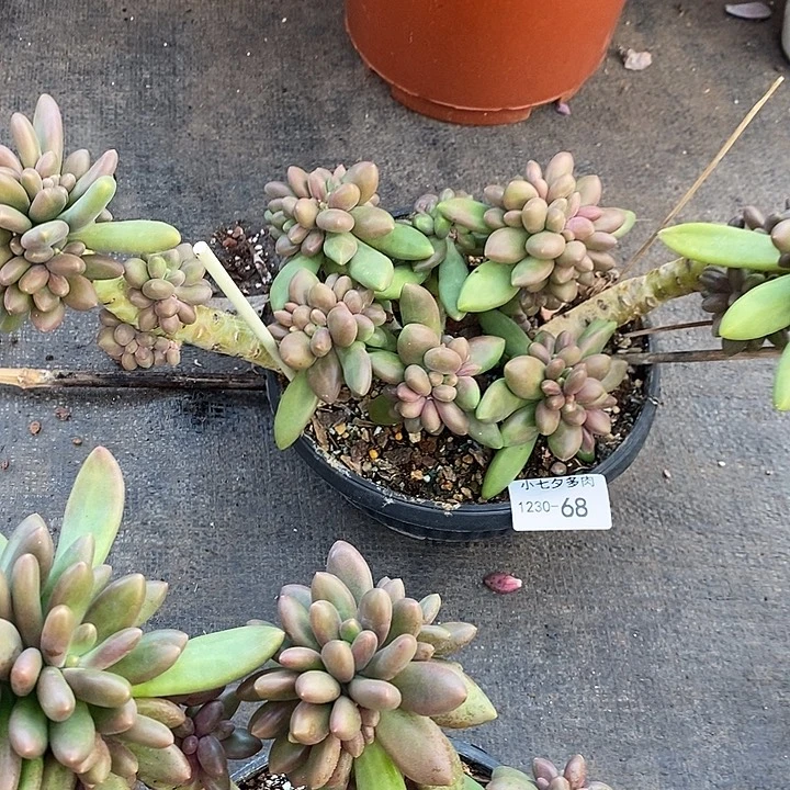 有****小七夕多肉芒果奶68