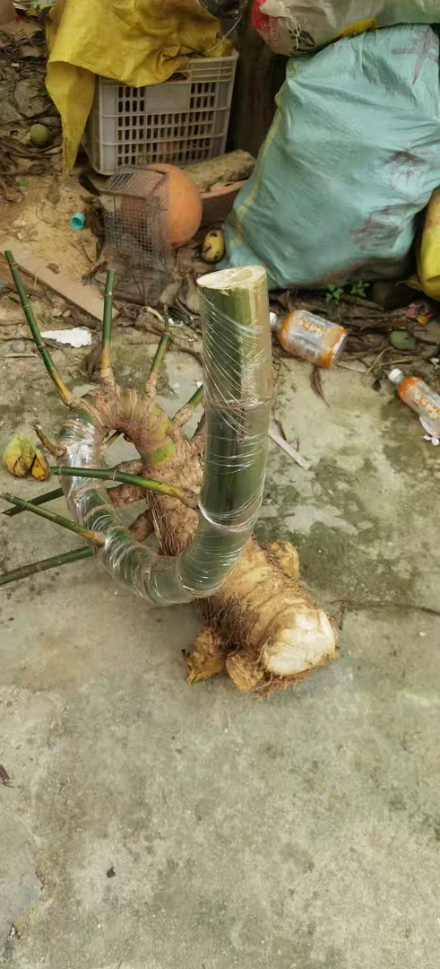 小叶簕竹生桩裸根不带土叶北方可养室内绿植盆栽