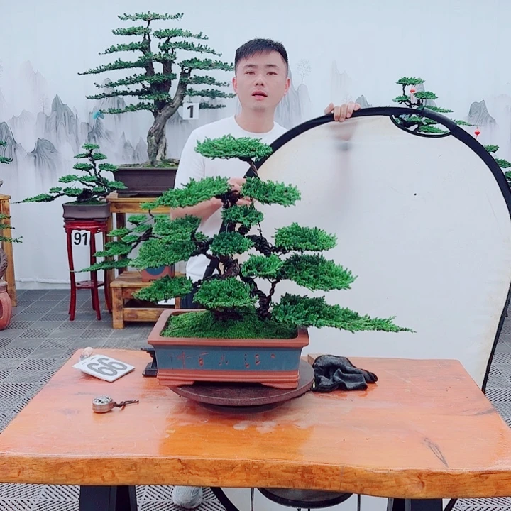 无花朵松柏盆景，一物一拍