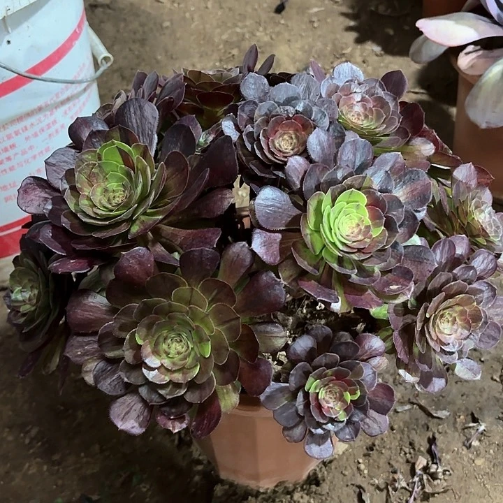 多肉植物花月夜52