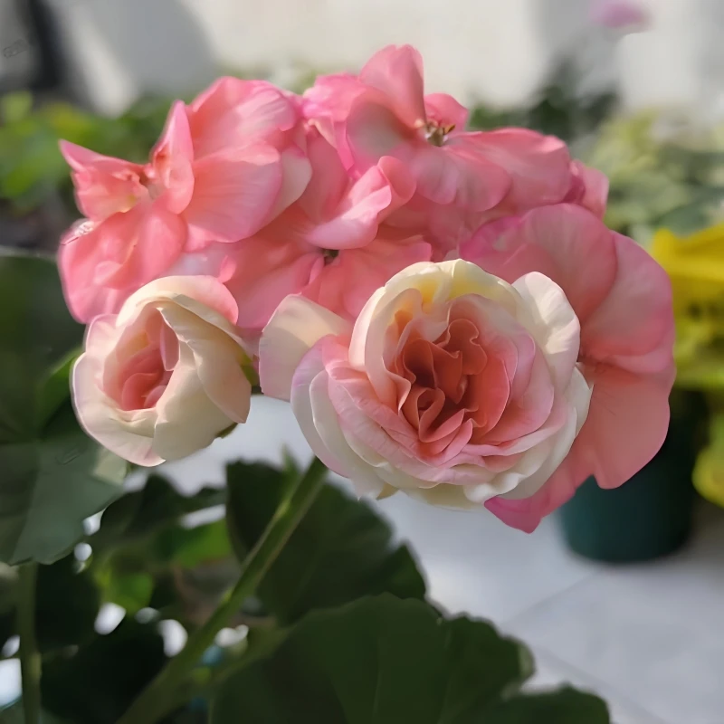 【王子】直立 带花苞 天竺葵原盆土阳台庭院多季开花
