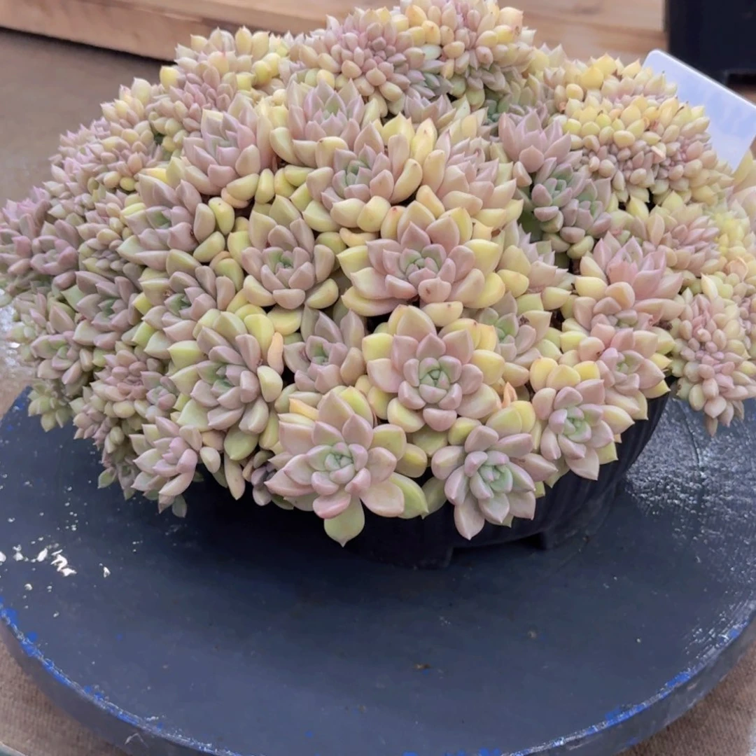 花***夏黄金璀璨缀化老桩