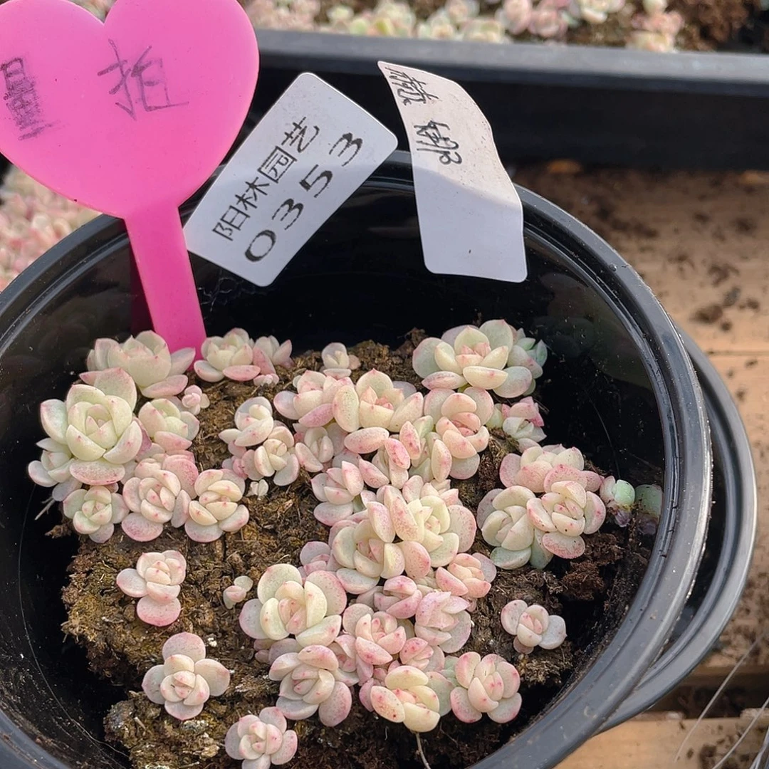 量拍多肉植物多肉植物353