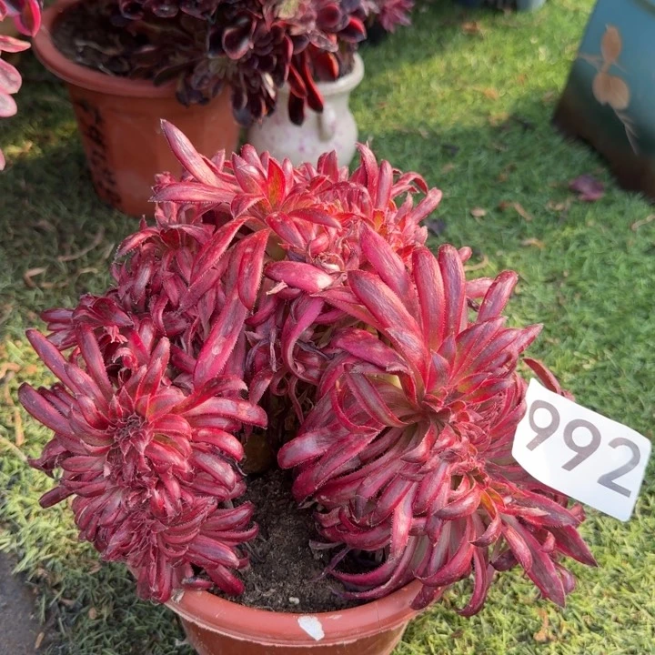 朱雀法师锦缀化992