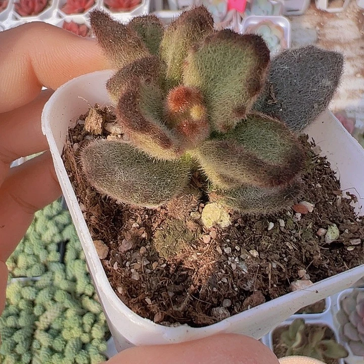 泰迪熊多肉19包邮