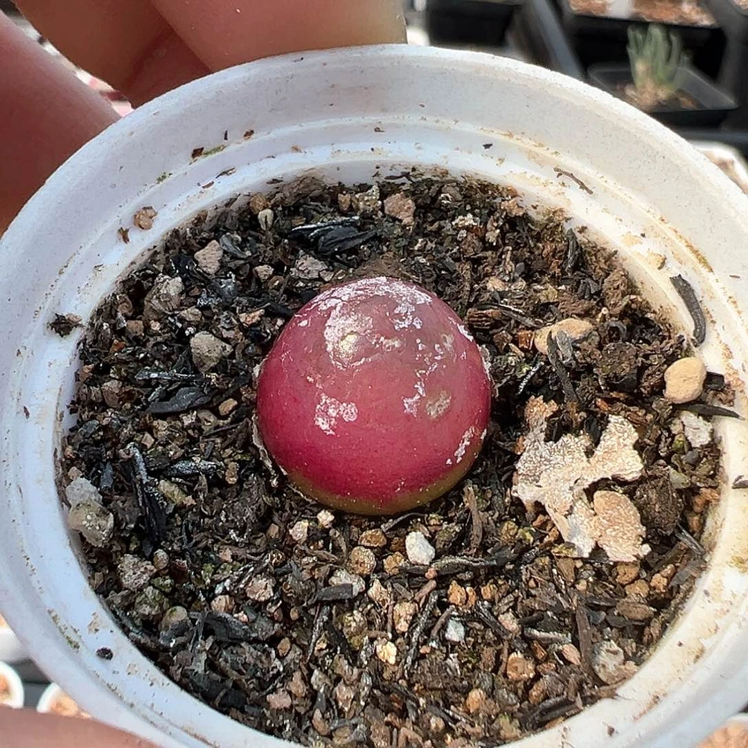 紫**夏多肉肉锥 专拍 专拍