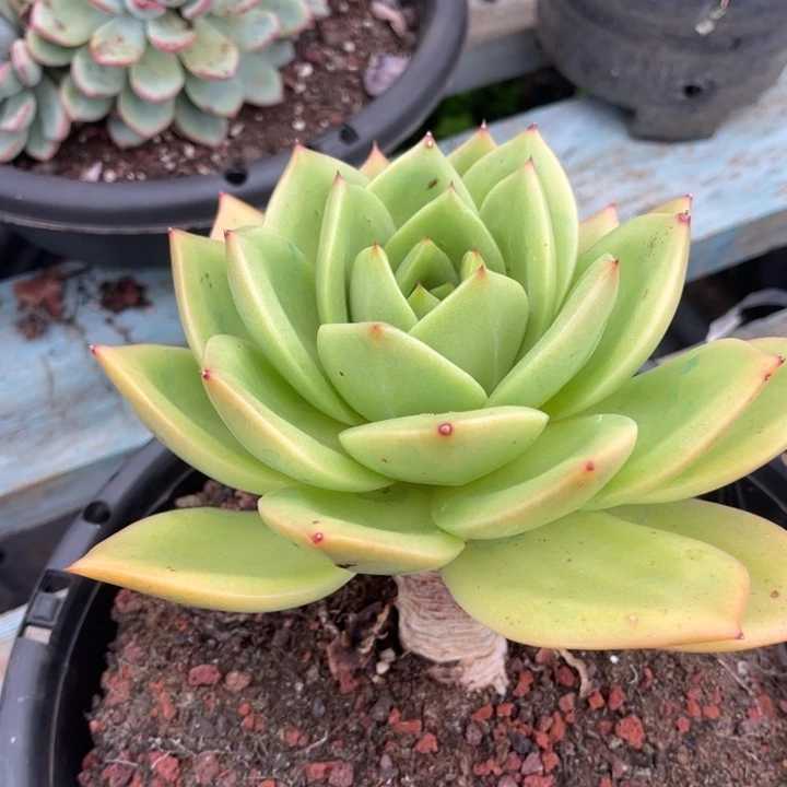 翠一物一拍多肉植物