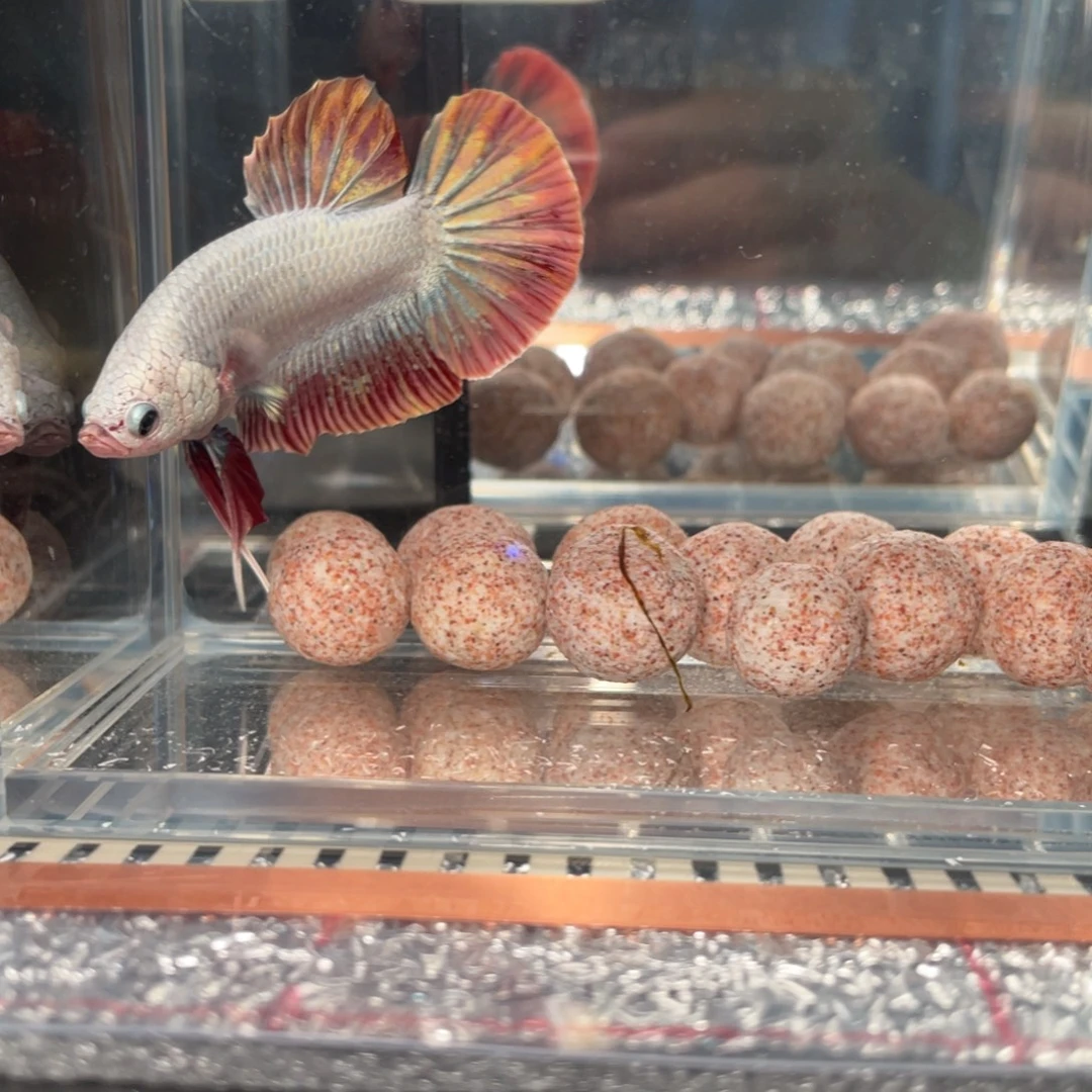 斗鱼1.4 巨斗 093