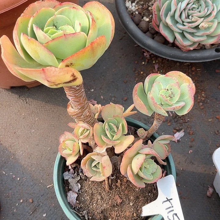 晨语多肉，一物一拍，碧桃