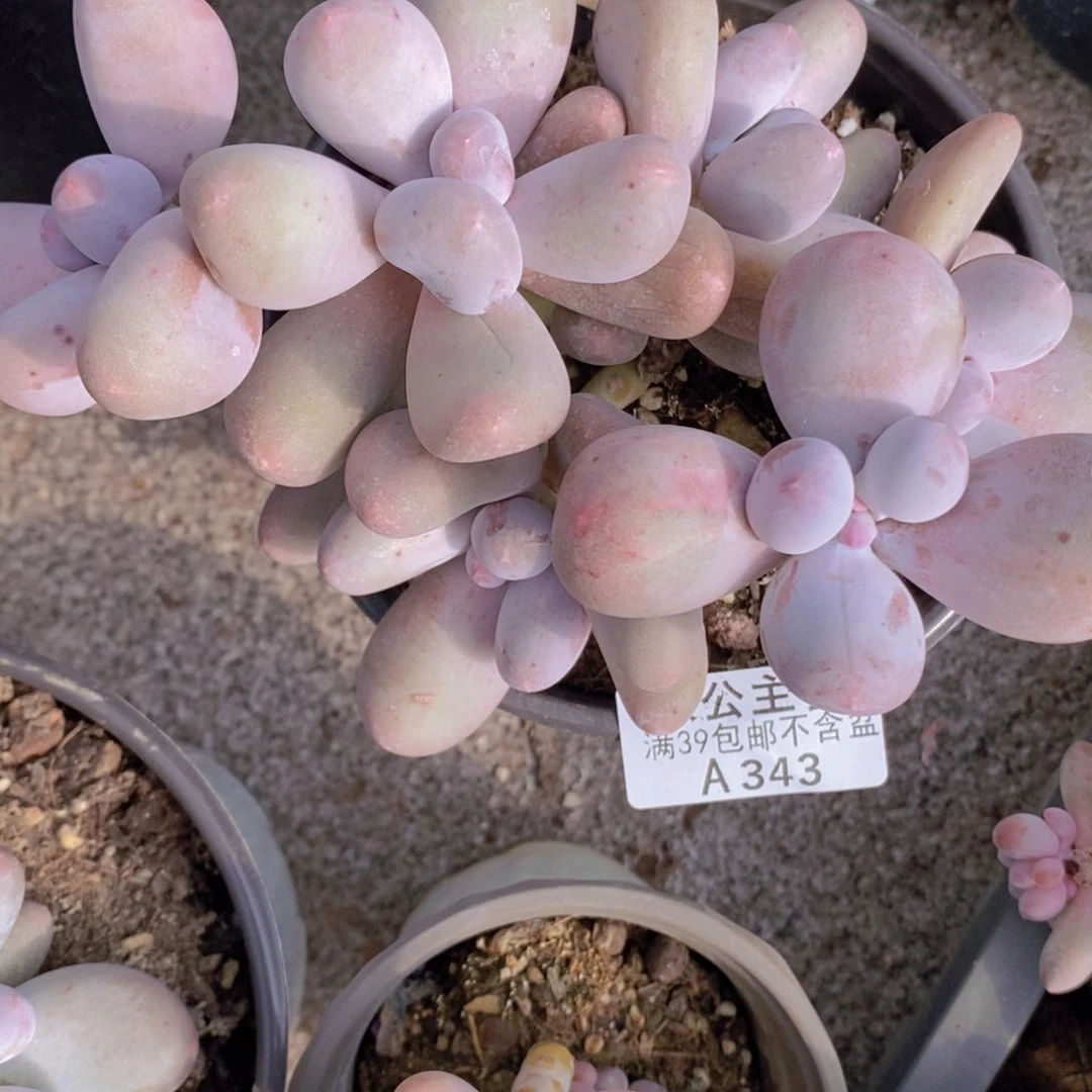 米可12cm343多肉植物