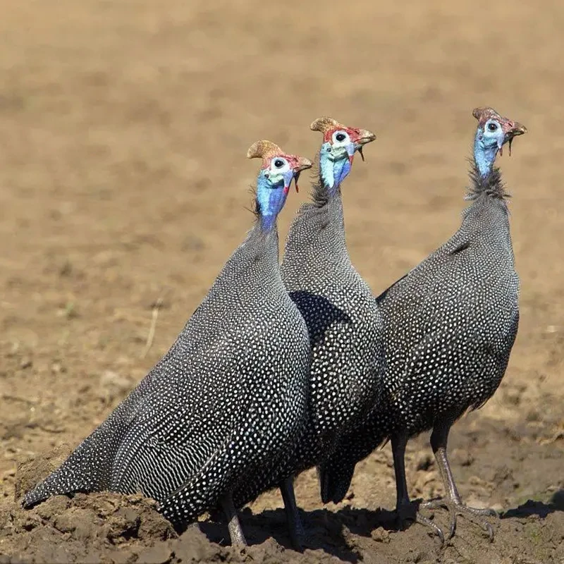 宠物鸡  珍珠土鸡观赏鸡活体发货包邮